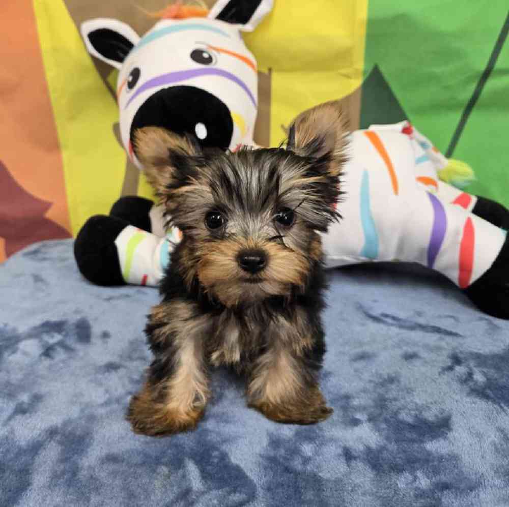 Male Yorkie Puppy for Sale in Virginia Beach, VA
