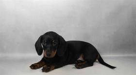 Dachshund
