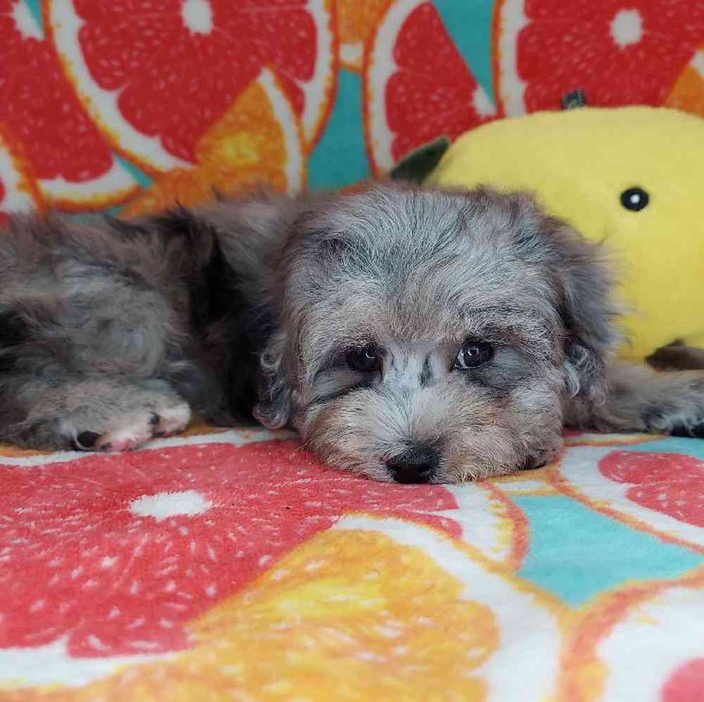 Female Maltipoo Puppy for sale
