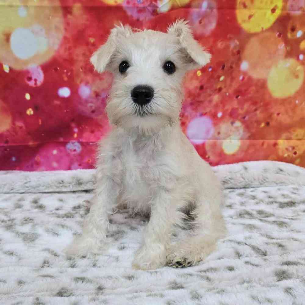 Male Mini Schnauzer Puppy for Sale in Virginia Beach, VA