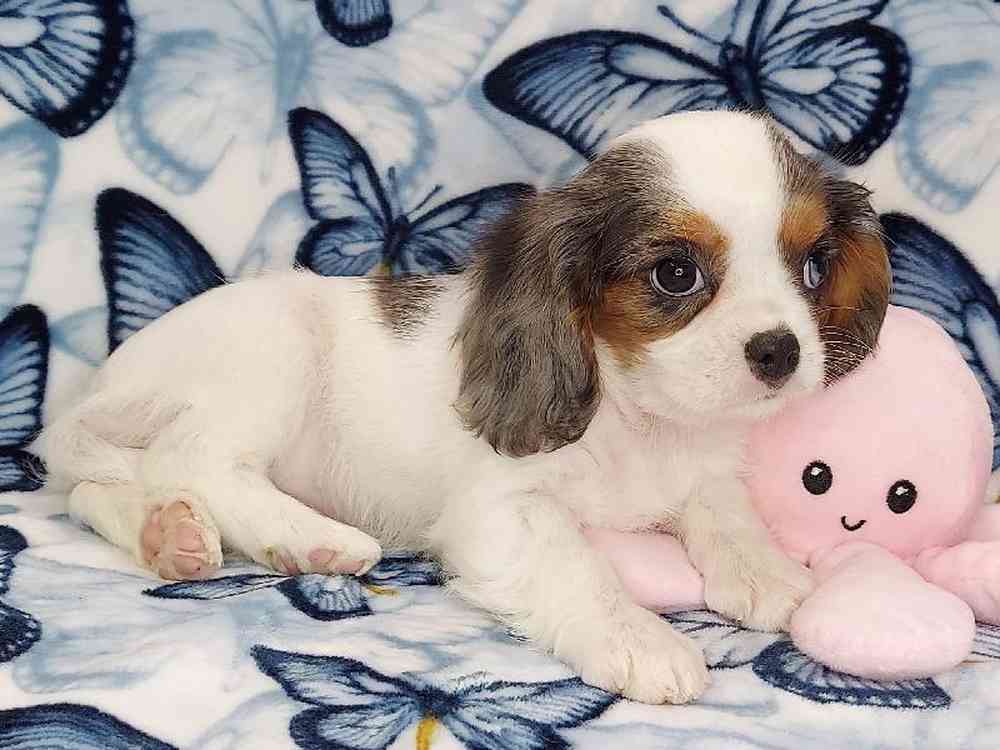 Female Cavalier King Charles Spaniel Puppy for sale