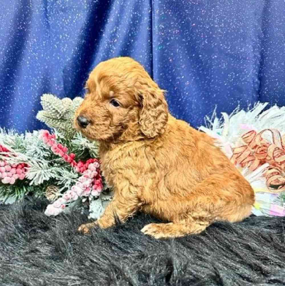 Male Goldendoodle Puppy for sale