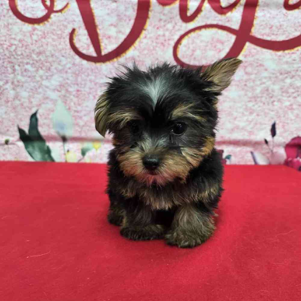 Male Yorkie Puppy for Sale in Virginia Beach, VA