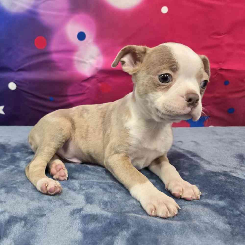 Male Boston Terrier Puppy for Sale in Virginia Beach, VA