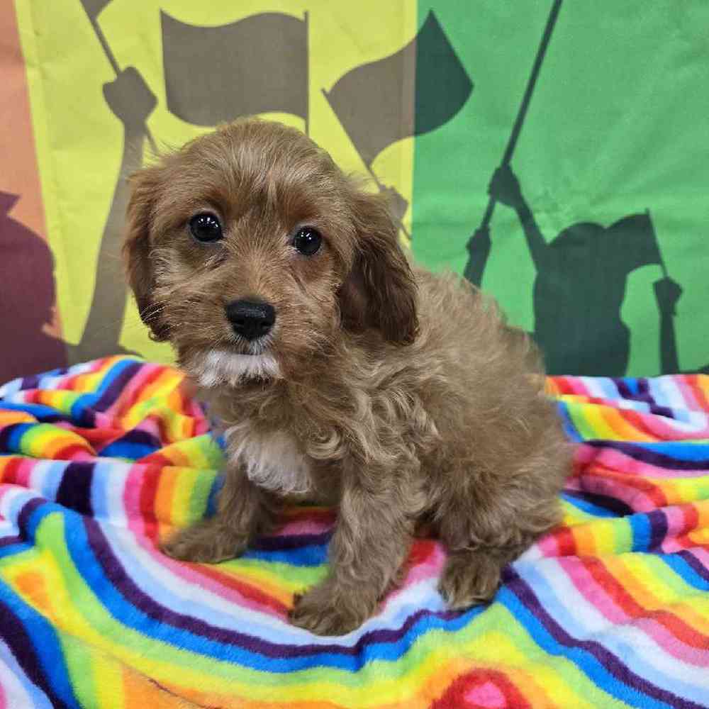 Female Cavapoo Puppy for Sale in Virginia Beach, VA