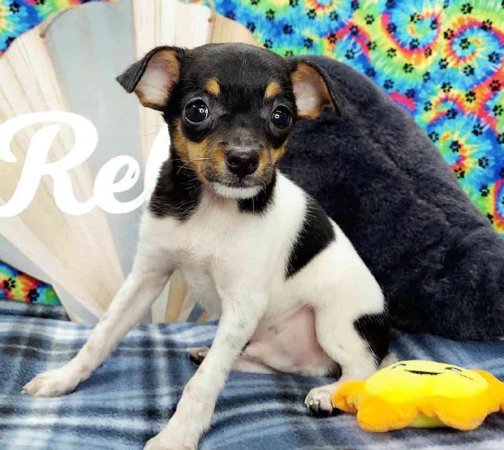 Male Rat Terrier Puppy for sale