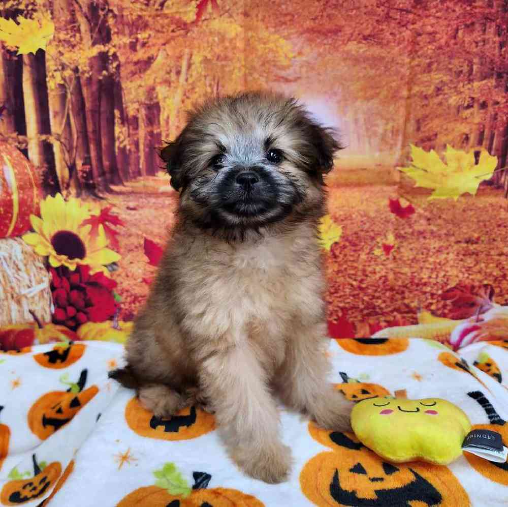 Female Pom-A-Poo Puppy for Sale in Virginia Beach, VA