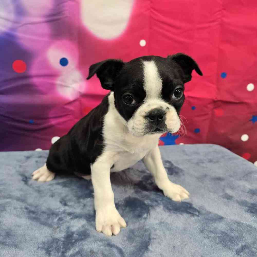 Male Frenchton Puppy for Sale in Virginia Beach, VA