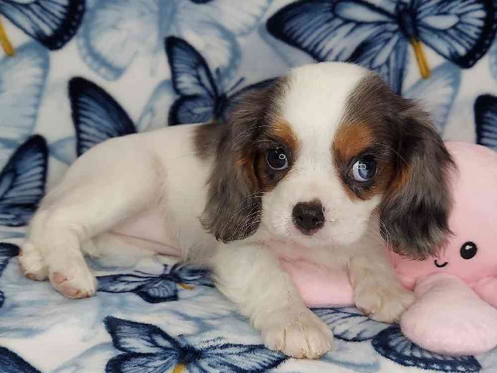 Female Cavalier King Charles Spaniel Puppy for sale