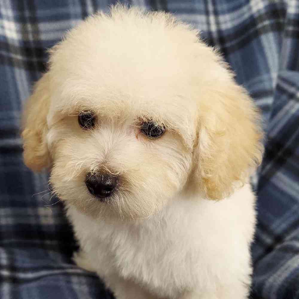 Male Poodle Toy Puppy for sale