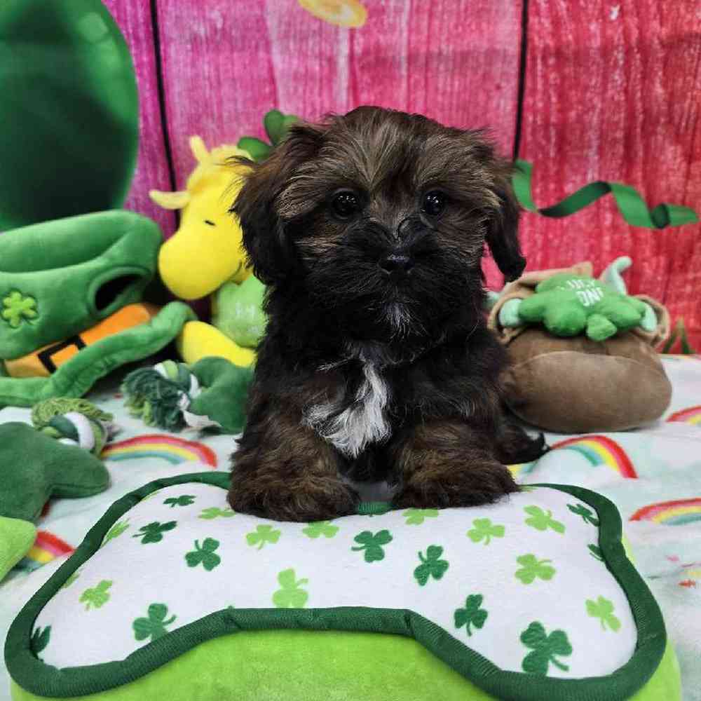 Female Shipoo Puppy for Sale in Virginia Beach, VA