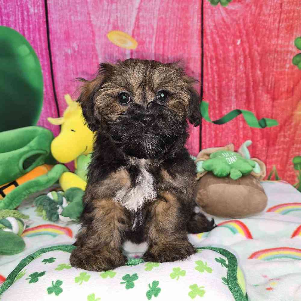 Female Shipoo Puppy for Sale in Virginia Beach, VA