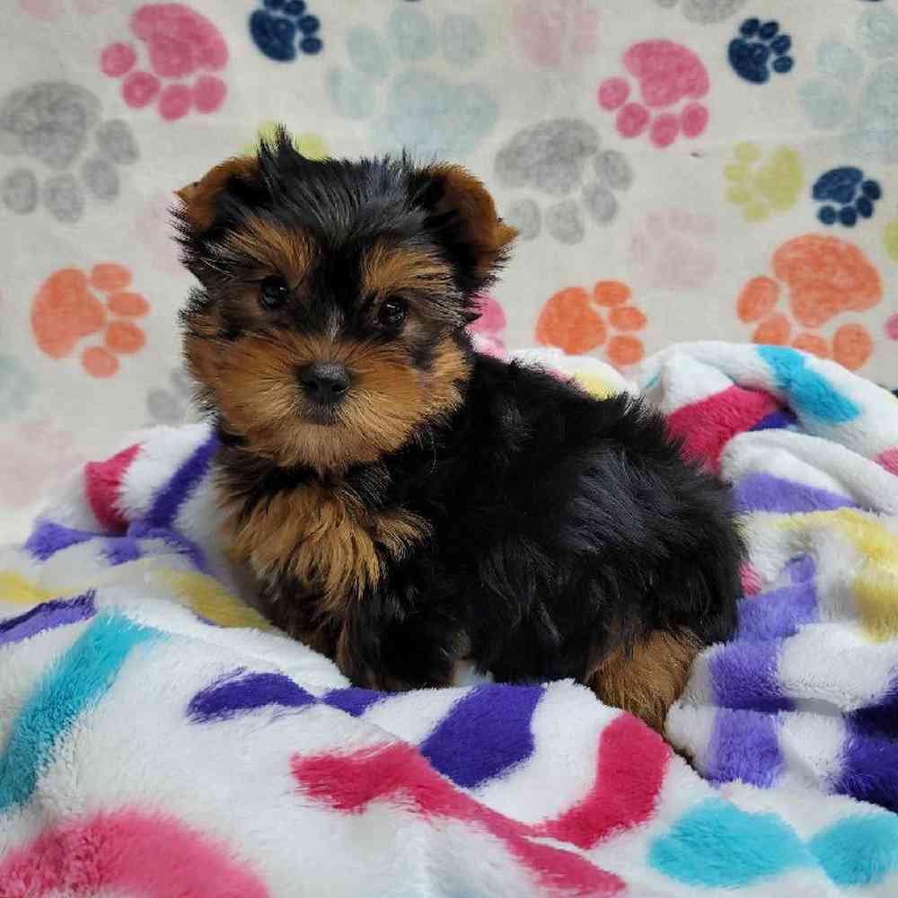 Male Yorkie Puppy for Sale in Virginia Beach, VA