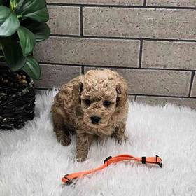 Mini Poodle