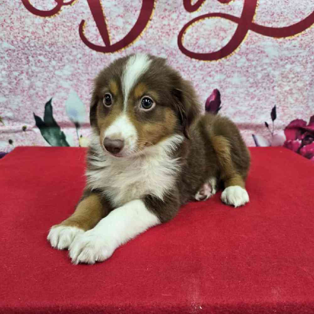 Female Mini Aussie Puppy for Sale in Virginia Beach, VA
