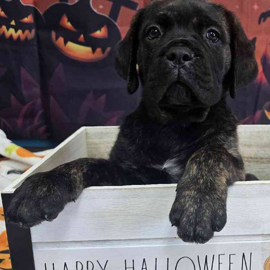Cane Corso