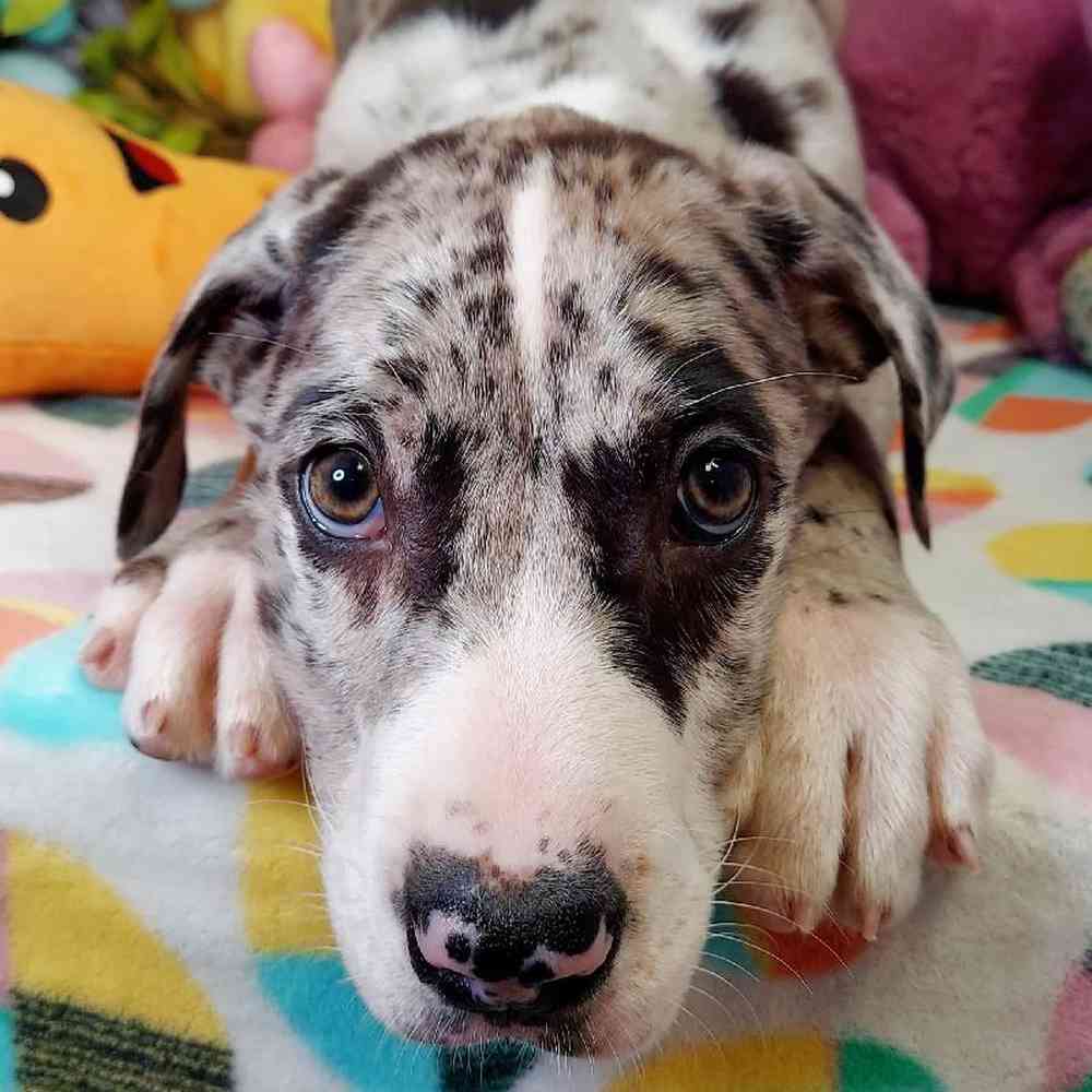 Male Great Dane Puppy for sale