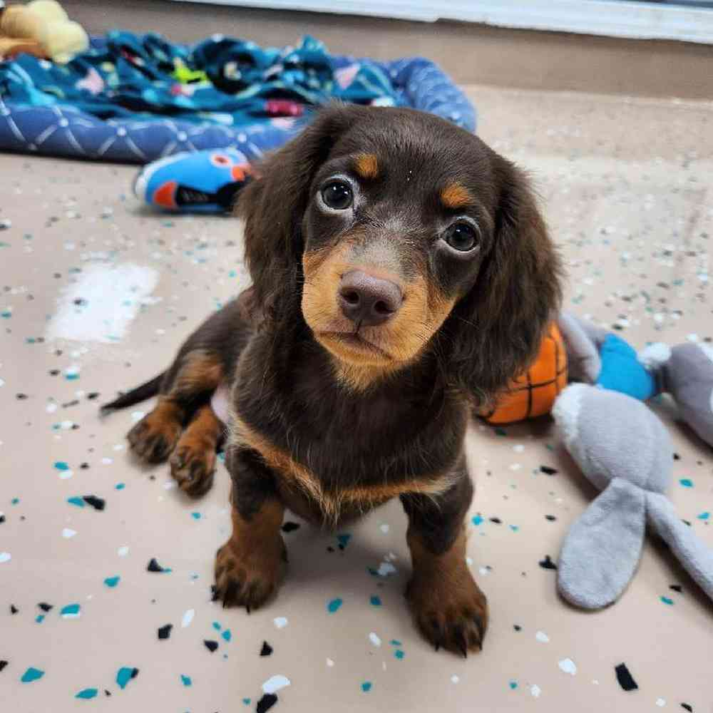 Female Dachshund Puppy for Sale in Virginia Beach, VA