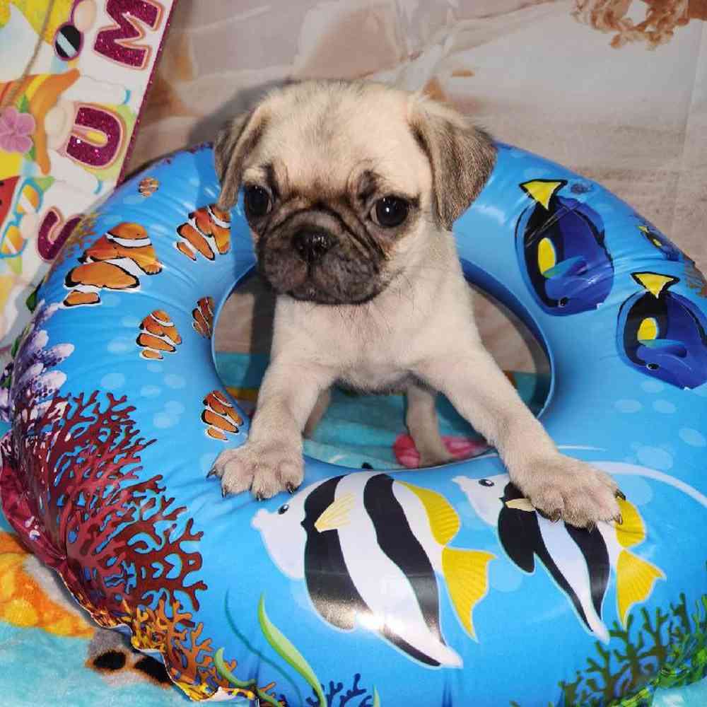 Female Pug Puppy for Sale in Virginia Beach, VA