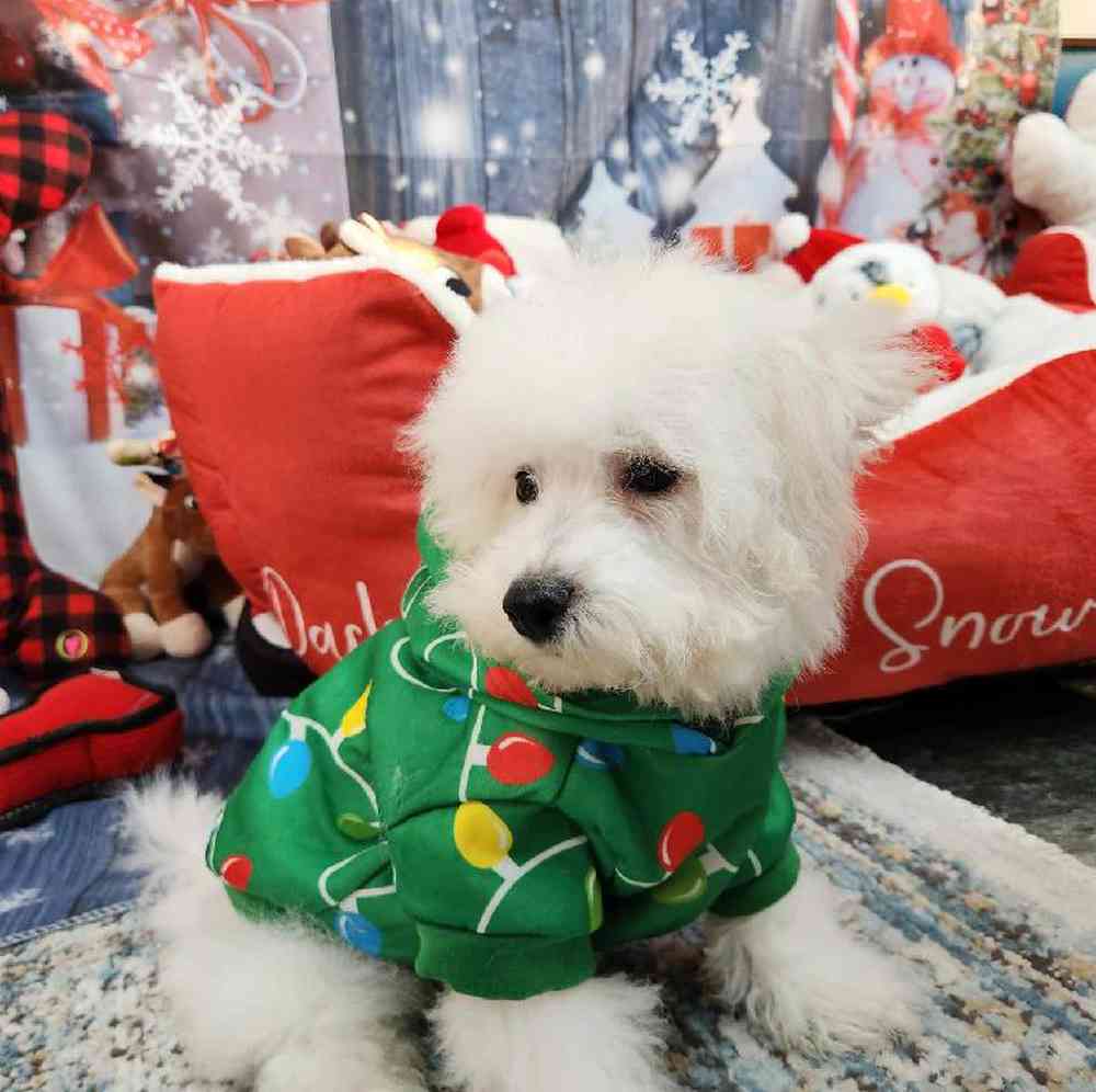 Male Bichon Puppy for Sale in Virginia Beach, VA