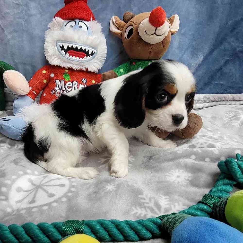 Male Cavalier King Charles Spaniel Puppy for Sale in Virginia Beach, VA