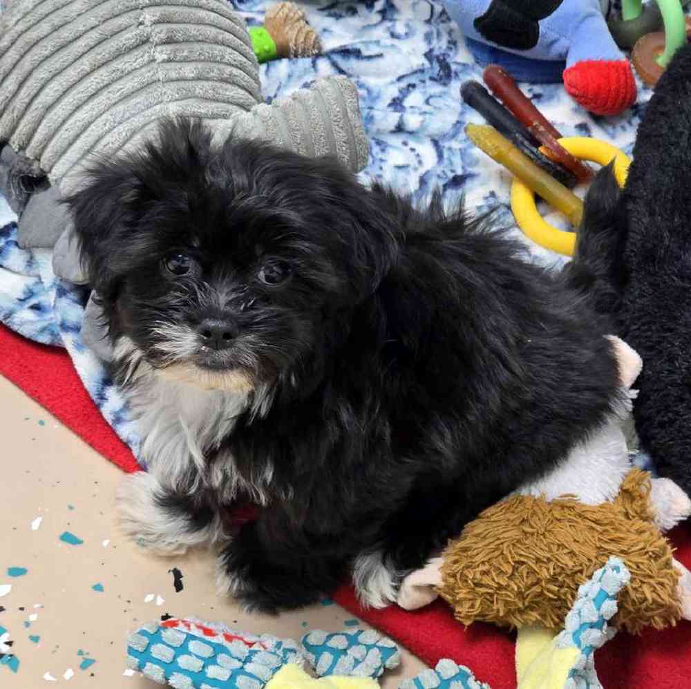 Female Teddy Bear Puppy for Sale in Virginia Beach, VA