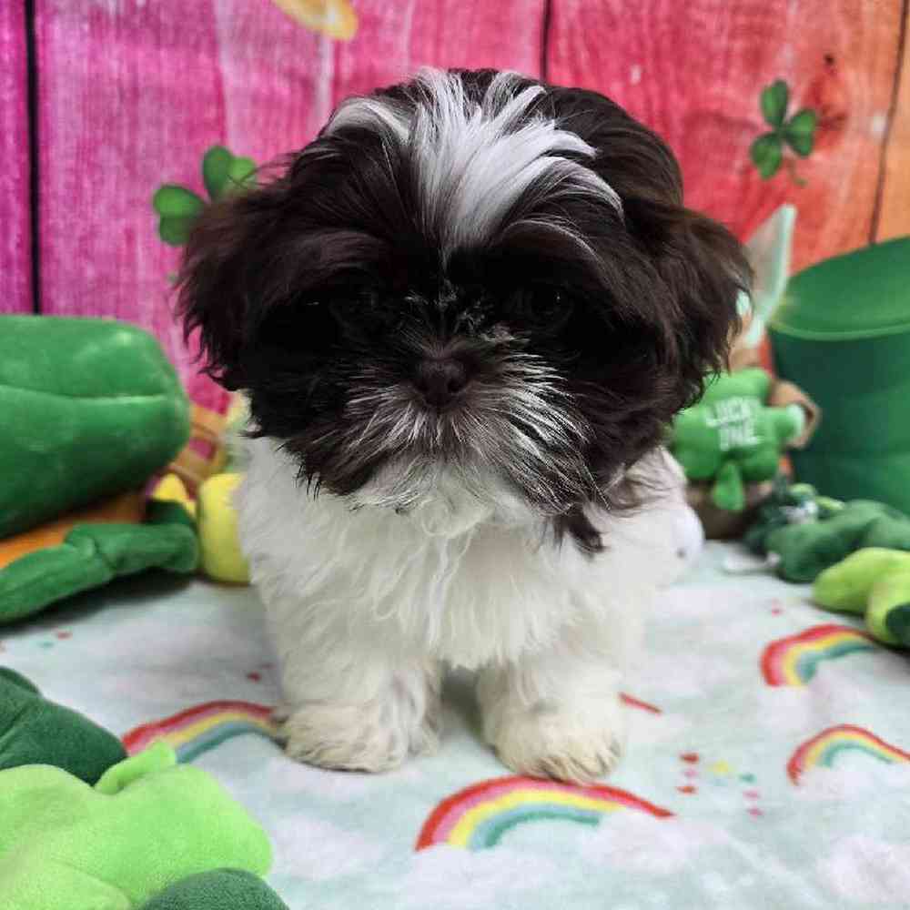 Male Shih Tzu Puppy for Sale in Virginia Beach, VA
