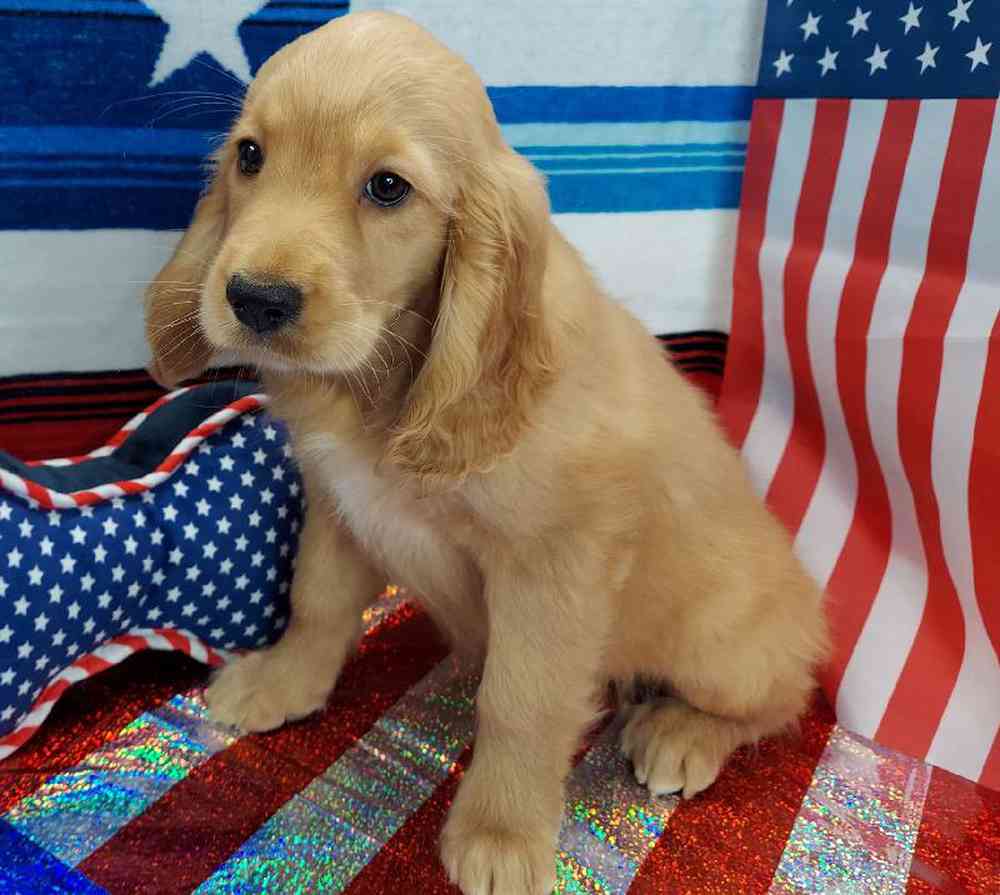 Female Comfort Retriever Puppy for sale