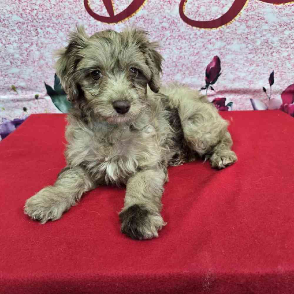 Female Havapoo Puppy for Sale in Virginia Beach, VA