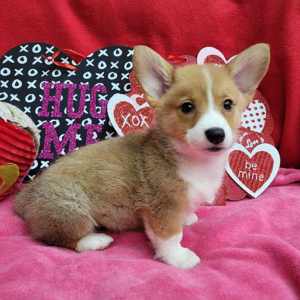Female Pembroke Welsh Corgi Puppy for Sale in Virginia Beach, VA