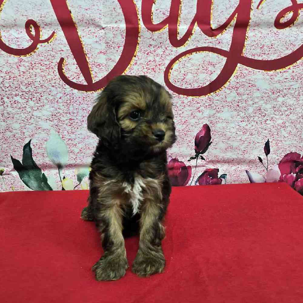Male Cockapoo Puppy for Sale in Virginia Beach, VA