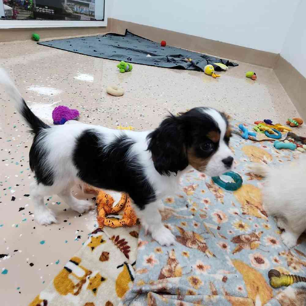 Male Cavalier King Charles Spaniel Puppy for Sale in Virginia Beach, VA