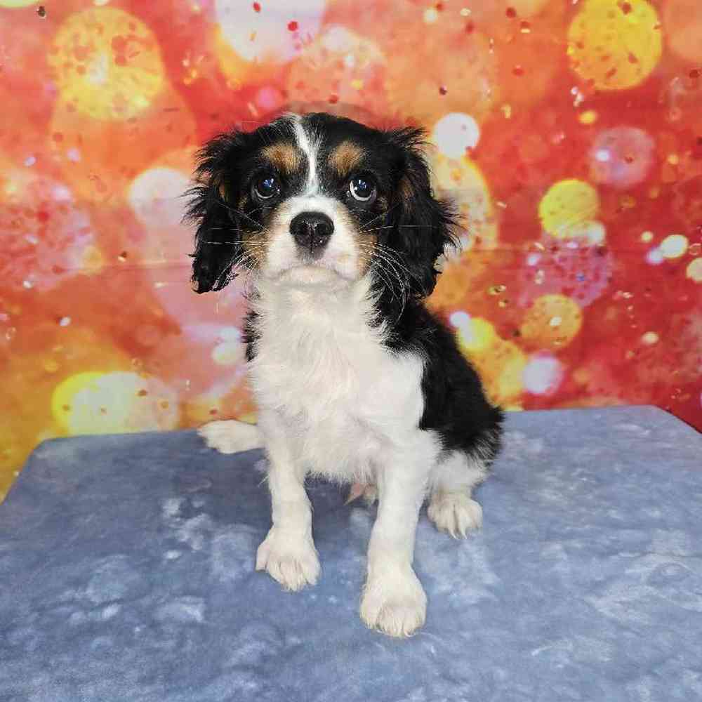 Male Cavalier King Charles Spaniel Puppy for Sale in Virginia Beach, VA