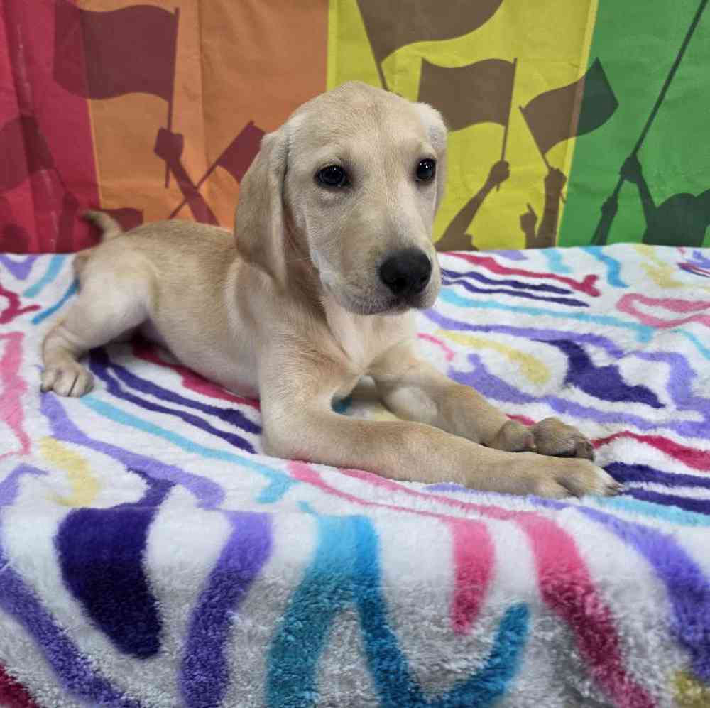 Female Labrador Retriever Puppy for Sale in Virginia Beach, VA