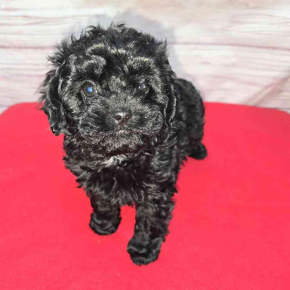 Female Cavapoo Puppy for Sale in Virginia Beach, VA