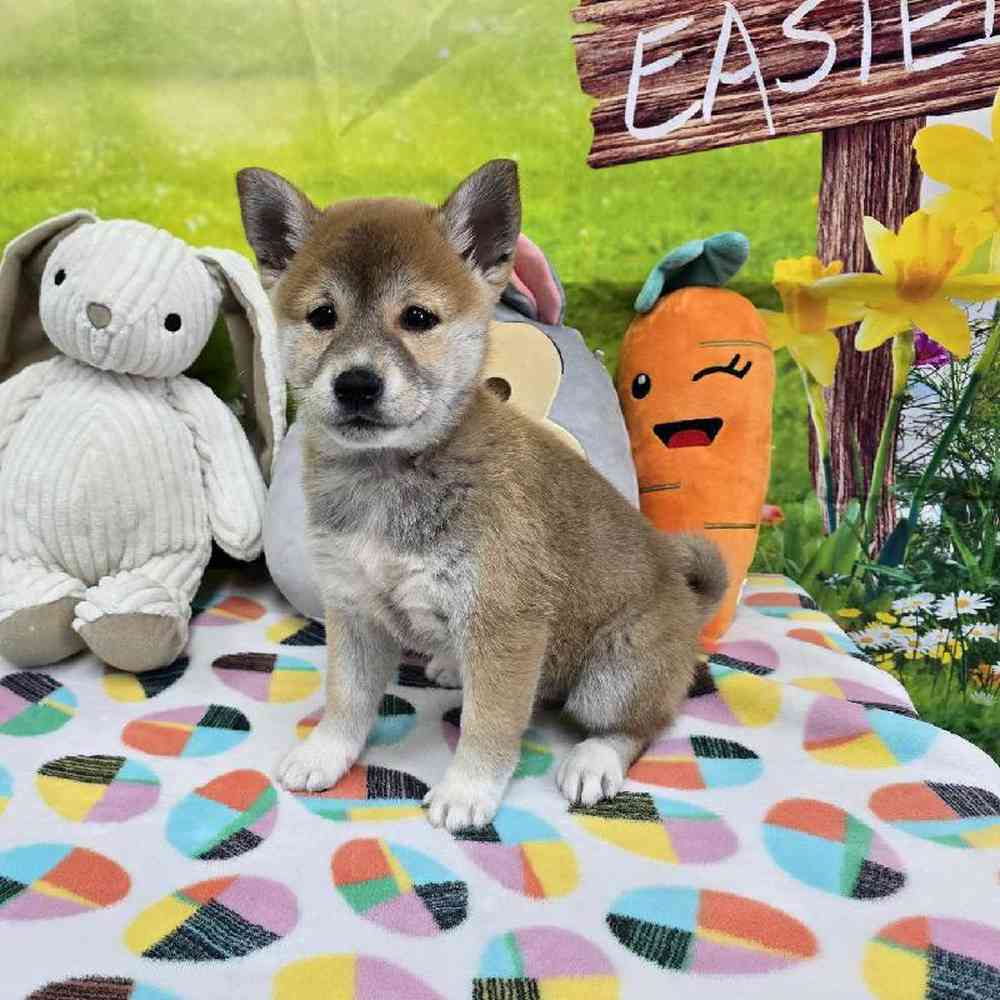 Female Shiba Inu Puppy for Sale in Virginia Beach, VA