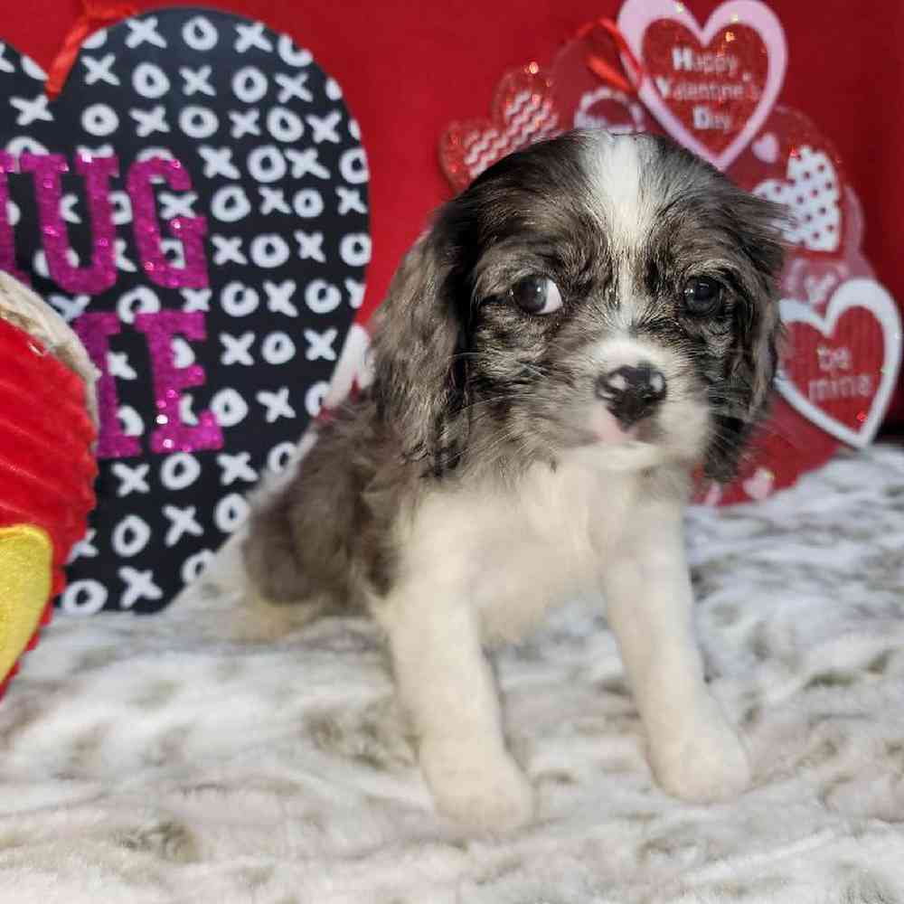 Female Cockapoo Puppy for Sale in Virginia Beach, VA