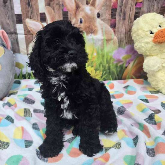Cockapoo