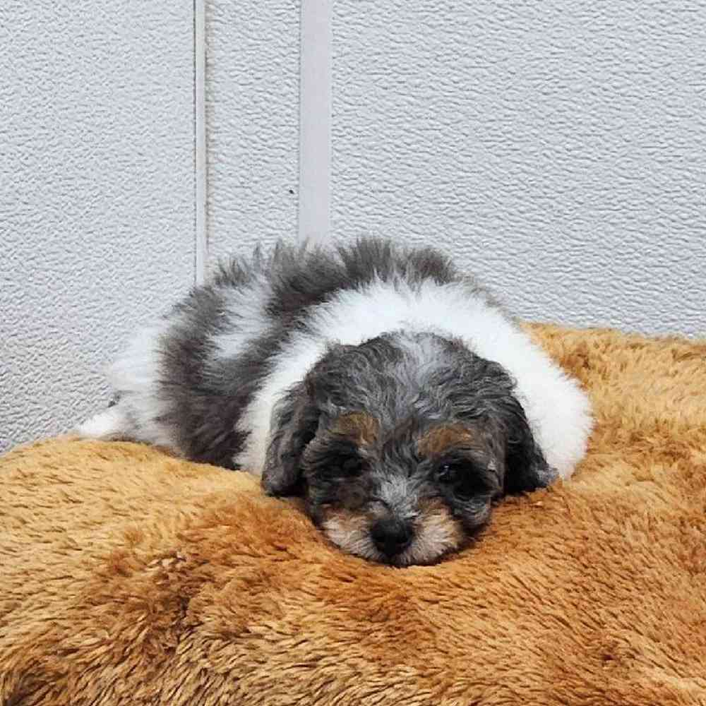 Male Teddy Bear Puppy for Sale in Virginia Beach, VA