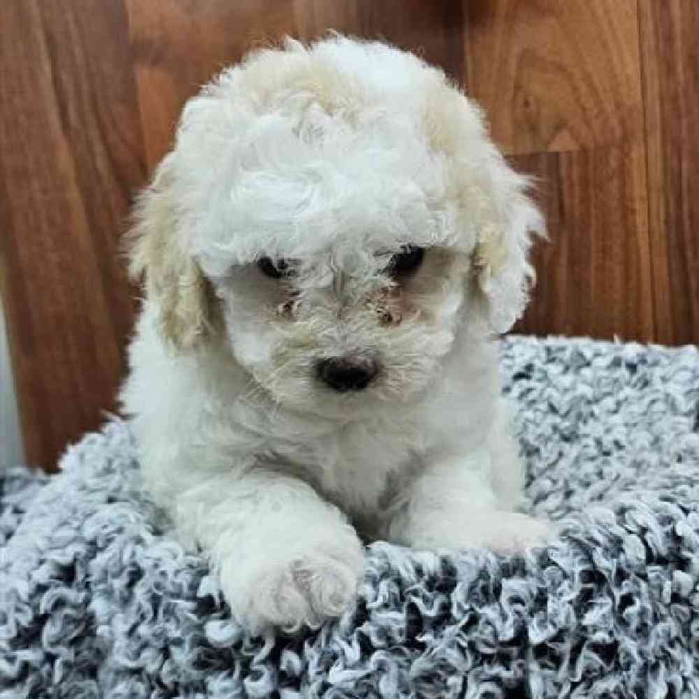 Female Bichonpoo Puppy for Sale in Virginia Beach, VA