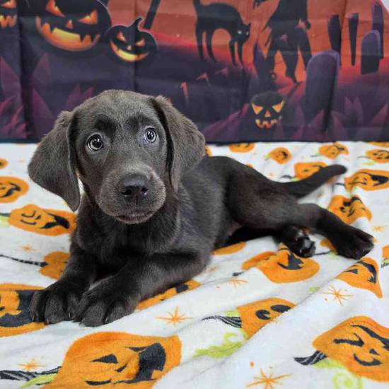 Labrador Retriever