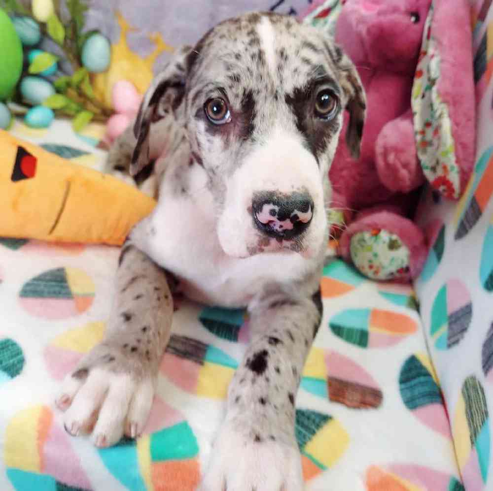 Male Great Dane Puppy for sale