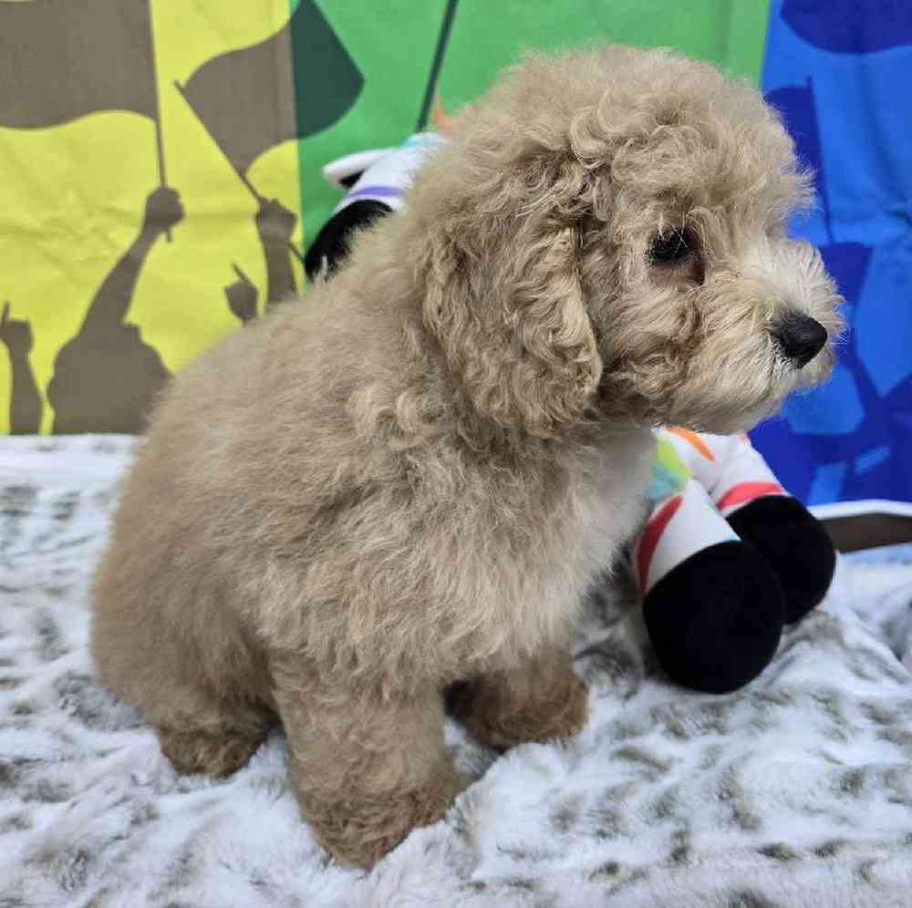 Male Mini Poodle Puppy for Sale in Virginia Beach, VA