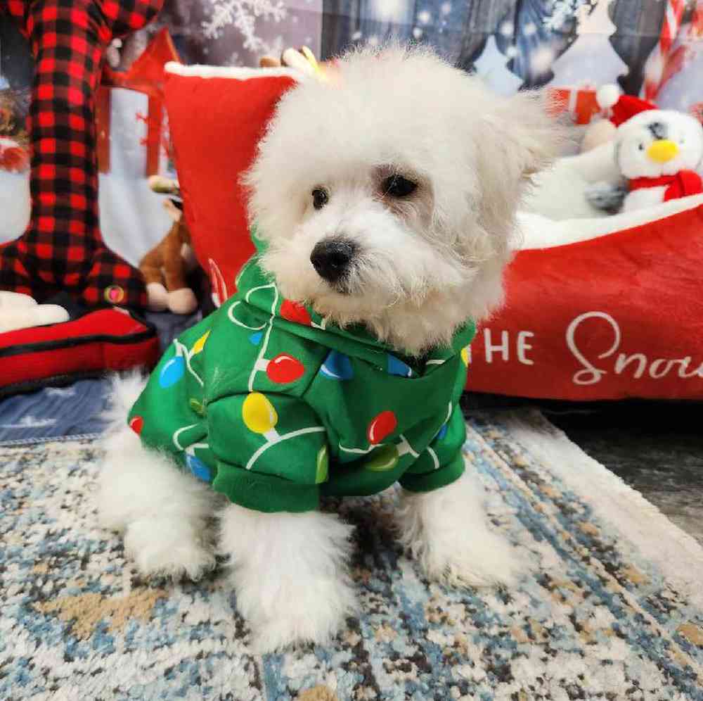 Male Bichon Puppy for Sale in Virginia Beach, VA