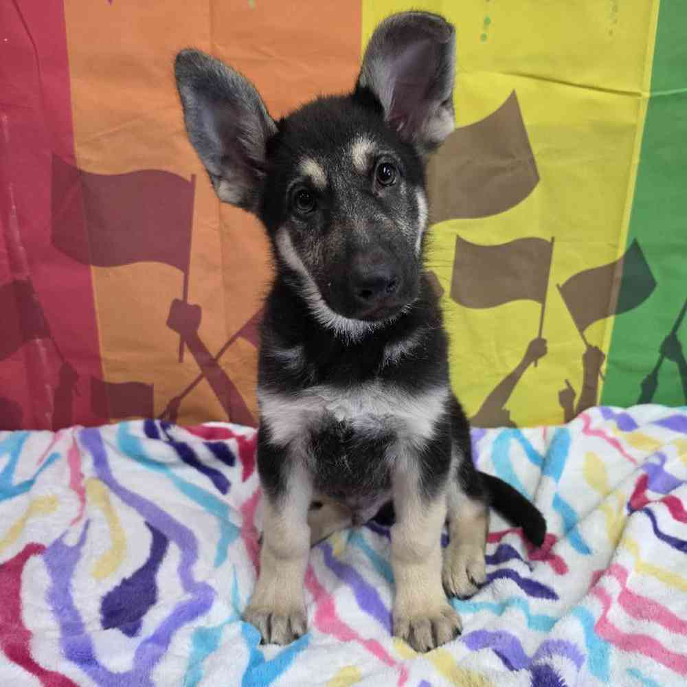 Male German Shepherd Puppy for Sale in Virginia Beach, VA