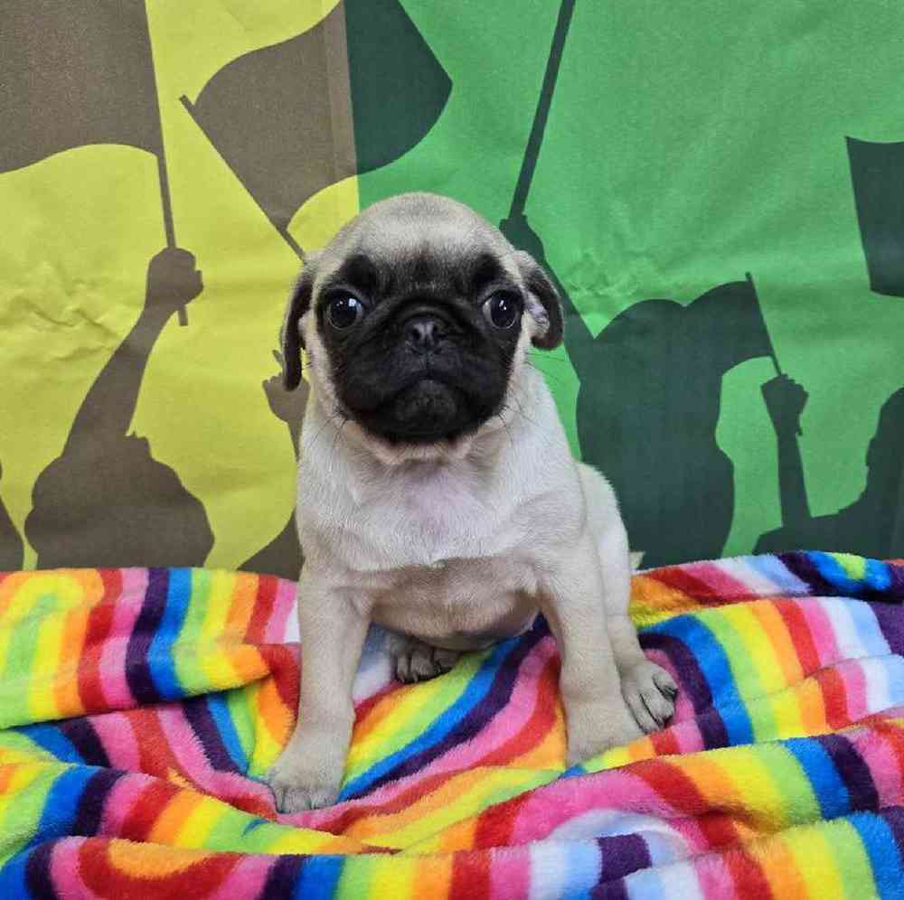 Female Pug Puppy for Sale in Virginia Beach, VA
