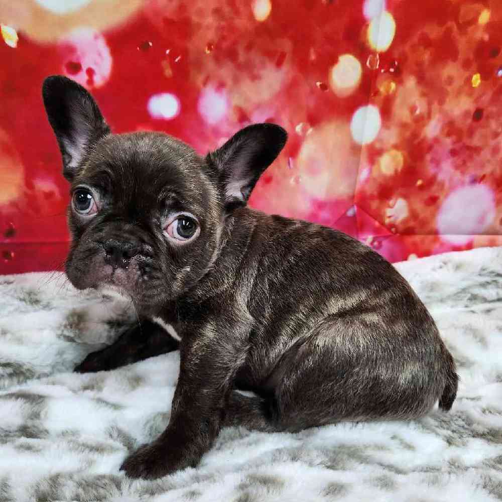 Male French Bulldog Puppy for Sale in Virginia Beach, VA