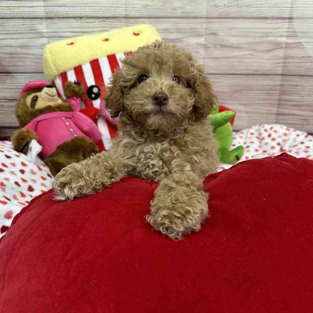 Male Maltipoo Puppy for Sale in Virginia Beach, VA