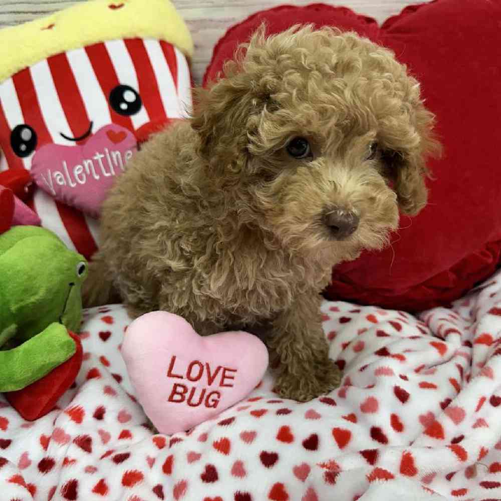 Male Maltipoo Puppy for Sale in Virginia Beach, VA