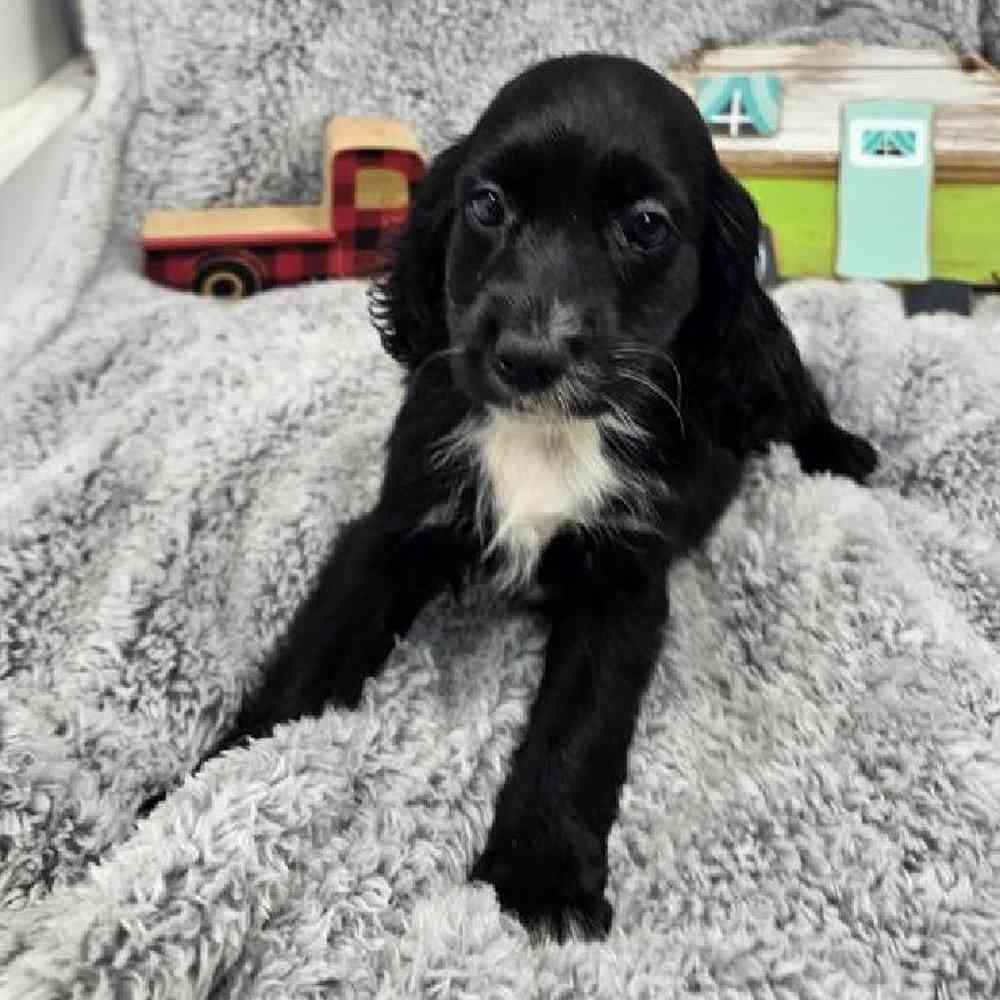 Female Cockapoo Puppy for Sale in Virginia Beach, VA